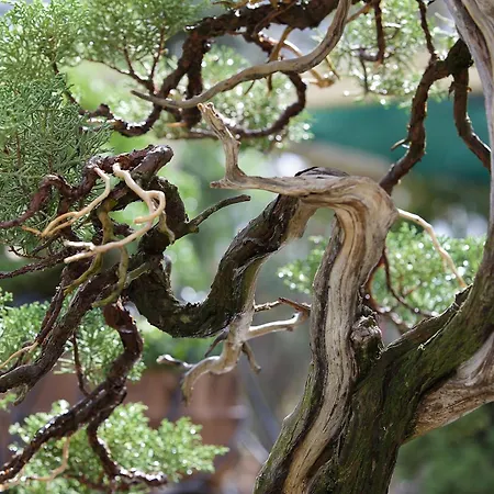 Quinta Eirinhas-jardim De Bonsai